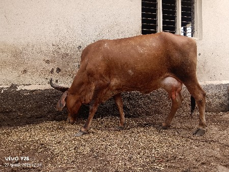 ગાય