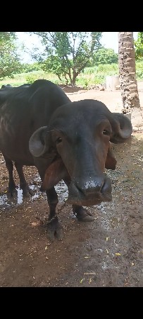વેચવા ની