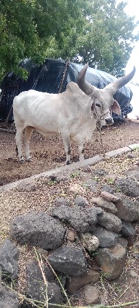 બળદ
