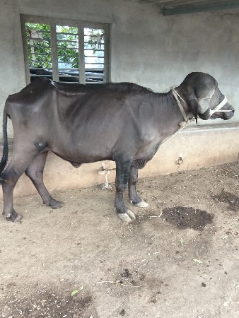 વેચાણ