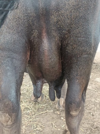ભેંસ વેચવાની છે