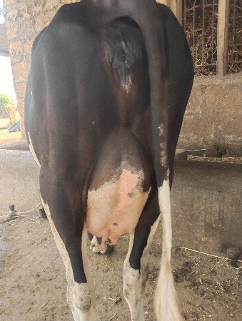 જર્સી ઓડકી