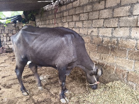 ખરેલી વેચવાની છે