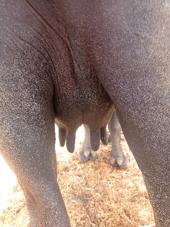 બિજા. વેતરની ભેસ. વેસવાનિ સે