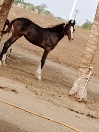 બ્લેક કલર વછેરો
