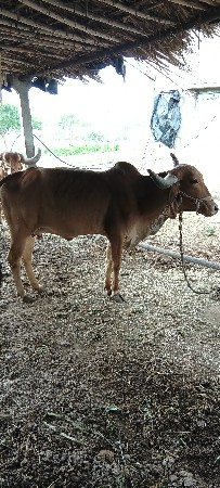 પહેલા વેતનની હોડકી વેચવાની