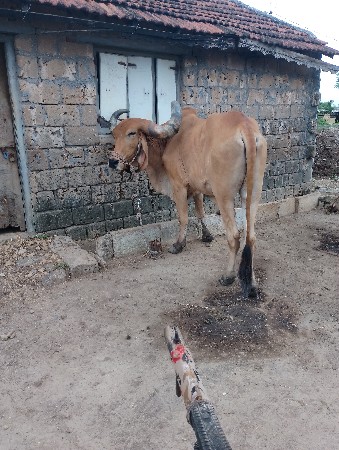 બળદ વેસવાનો છે
