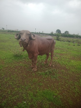ભેસ વેચવાની છે