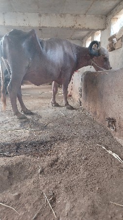 બે ભેસો વેસ વાની છે
