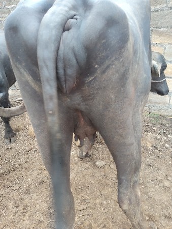 વેચવાની  છે