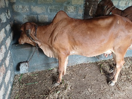 ગાય વેચવાની છે