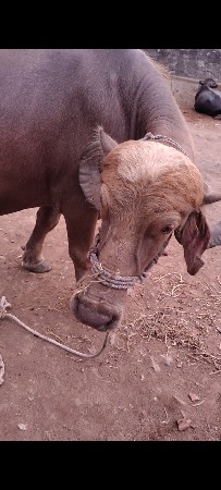 ભૈશ વેચવાની છે બીજૂ વેતર
