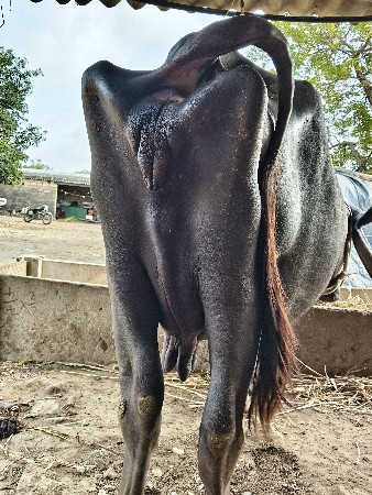 ભેંસ વેચવાની છે વેતર ત્રીજો