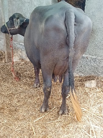 વેતર માં 2