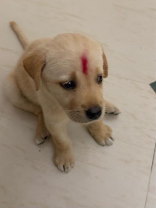 લેબ્રાડોર ગલુડિયું વેચવાનું છે