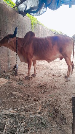 ગાય વેચવાની છે