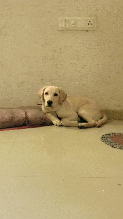 Labrador dog