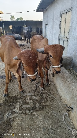 વેચવાના કીમત 30000