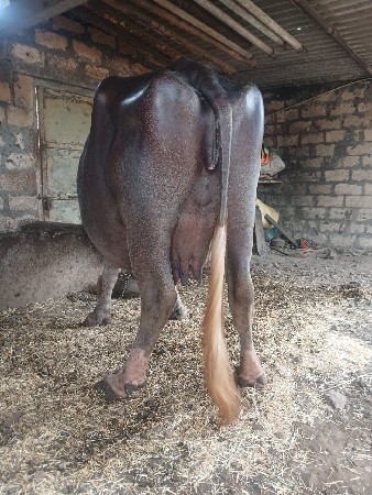 આ.ભેશવેશવાનિછે
