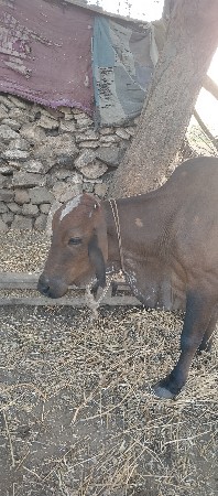 ચાર ગાયુ ના સાટા કરવા ના છે