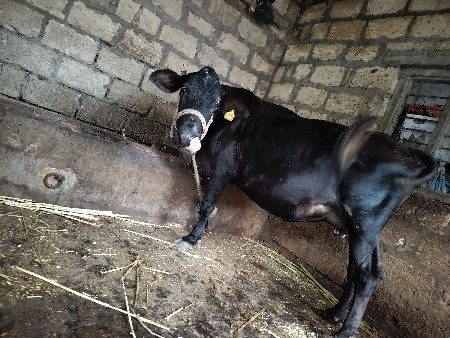 ગાય વેચવાની છે