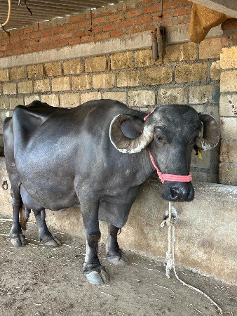 ભેંશ વેચવાની છે