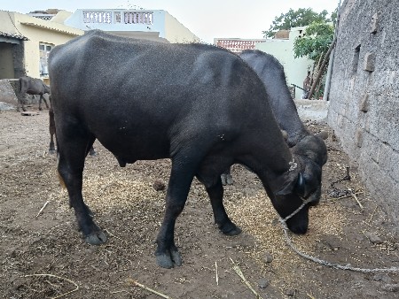 આ પાડો વેચવાનો છે ટોટલ જવાબદારી