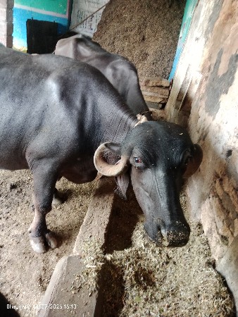ભેંસ વેચવાની છે