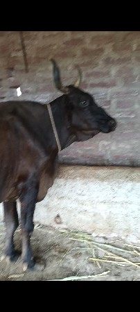 ત્રણ થી ચાર લીટર દૂધ બે ગાયું