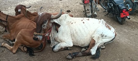 સાટા કરવા સે