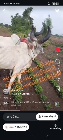 બધા ભાઈ રબારી