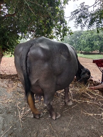 વેચવાની છે