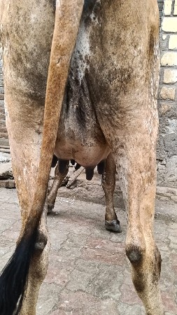 ક્રોસ ગાય વેચવાની છે