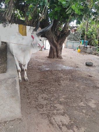 બળદ