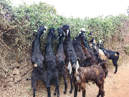 જૂનાગઢ જીલ્લો akhada gaon