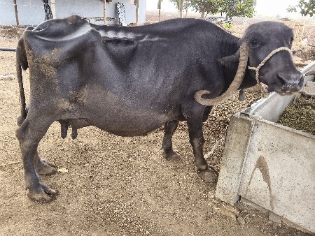 ભેંસ વેચવાની છે