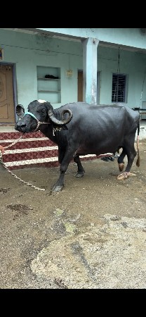 વેશવાની સે