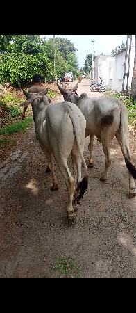 વાશડાવેશવાનાછે