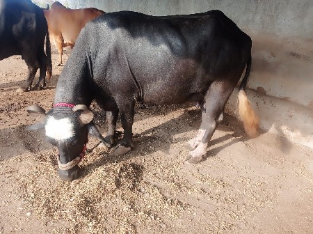 બિજુ વેતર