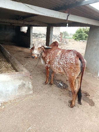 ગાય વેચવાની સે
