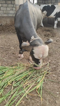 2 જૂ વેતર વ્યાસે