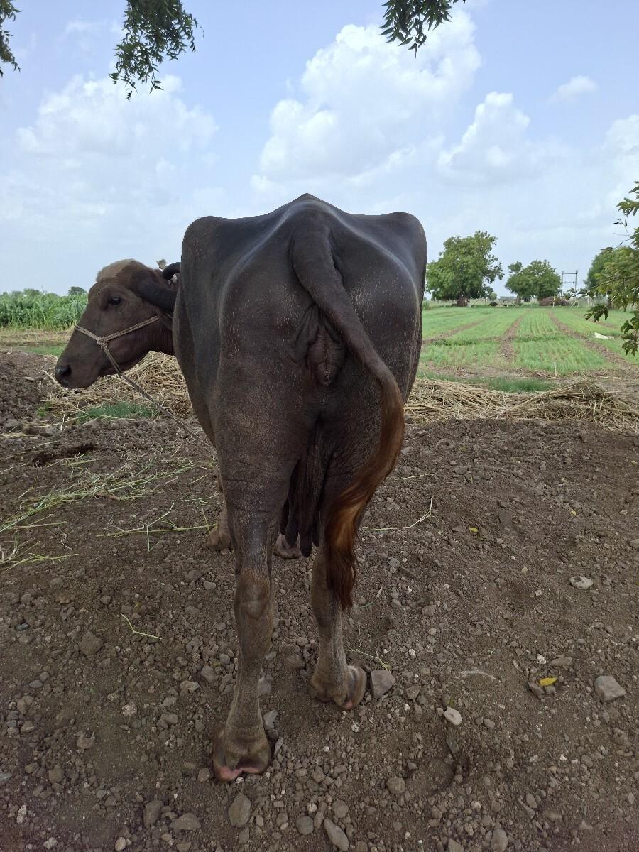 ભેંસ વેચવાની છે