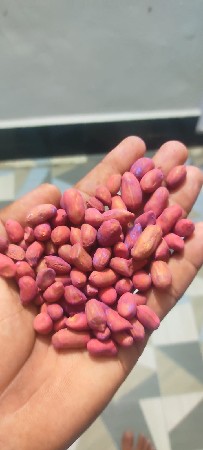 મગફળી નું બિયારણ