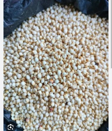 જુવાર વેસવાની સે 
ગુંધરી