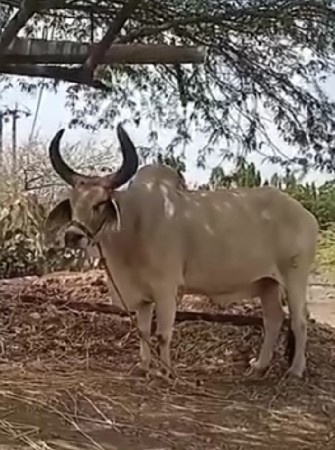 એક બળદ વેચવાનો છે