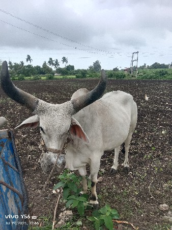 બળદ વેચવાનો છે