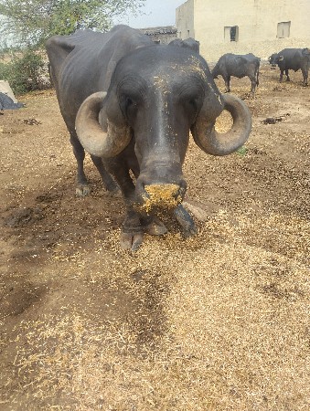 ખડાય વેચવાનીછે