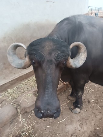 ભેંસ વેચવાની છે