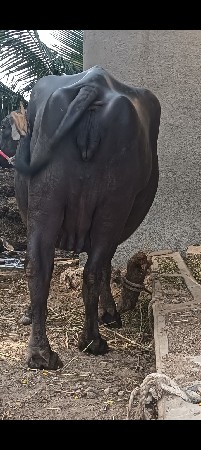 ભેંસ