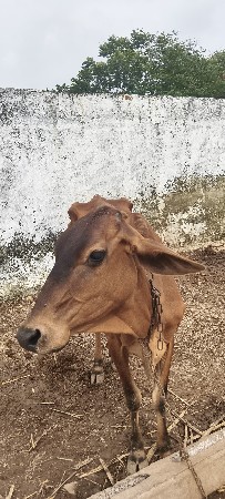 વેચવાની છે